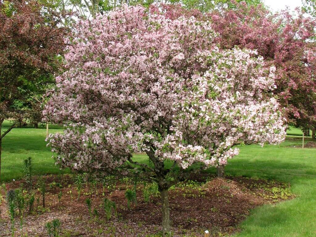 Crabapple, Coralburst Campbell's Nursery