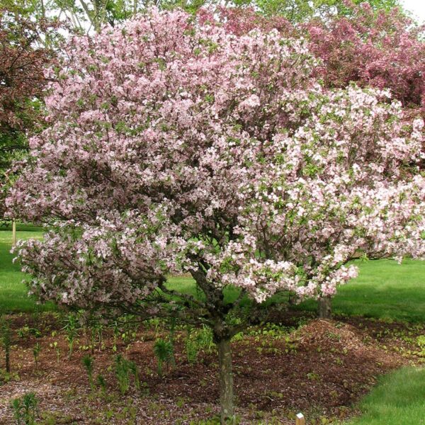 Crabapple, Coralburst