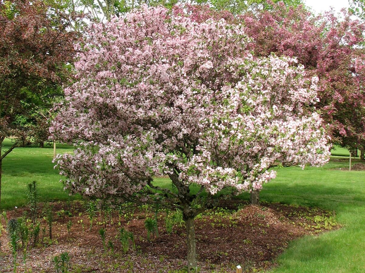 Crabapple, Coralburst