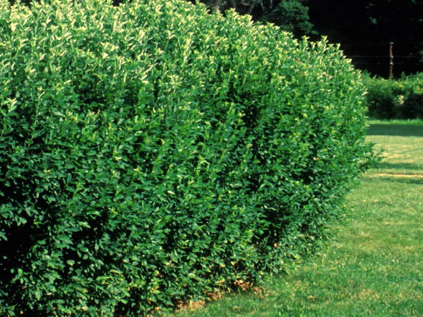 Cotoneaster, Hedge