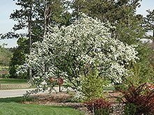 Crabapple, Professor Sprenger