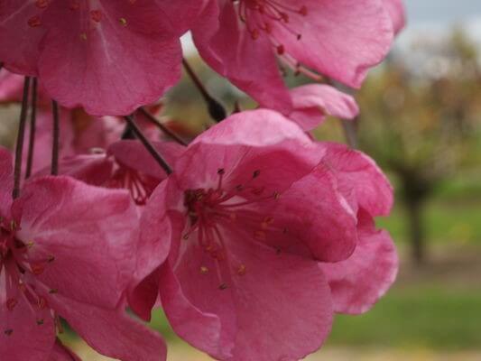 Crabapple, Cardinal