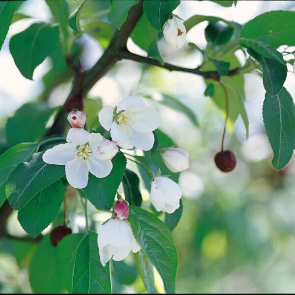 Crabapple, Donald Wyman