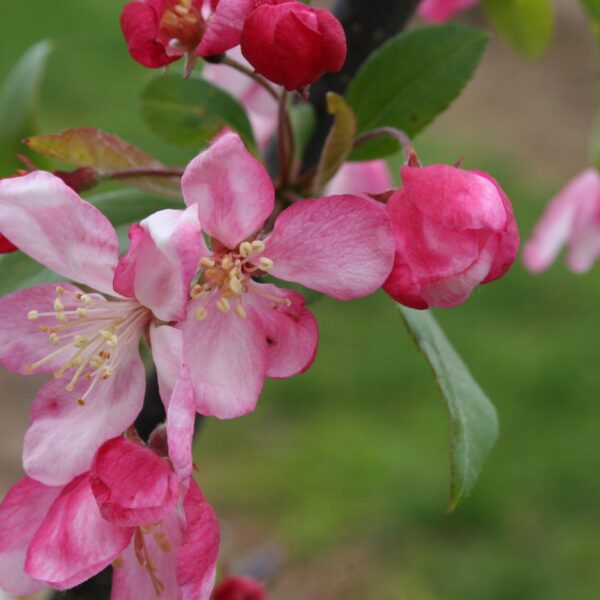 Crabapple, Japanese Floribunda