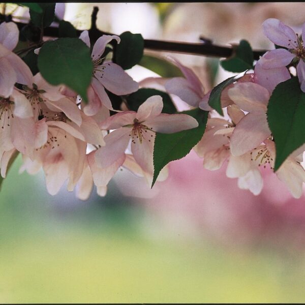 Crabapple, Pink Spires