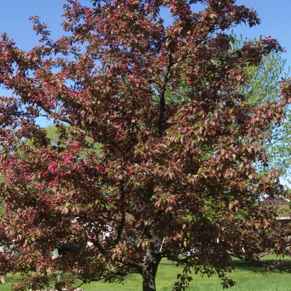 Crabapple, Profusion