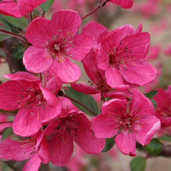 Crabapple, Purple Prince