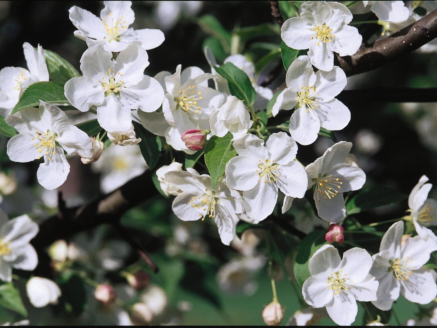 malus snowdrift crabapple