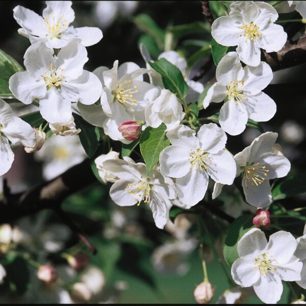 Crabapple, Snowdrift