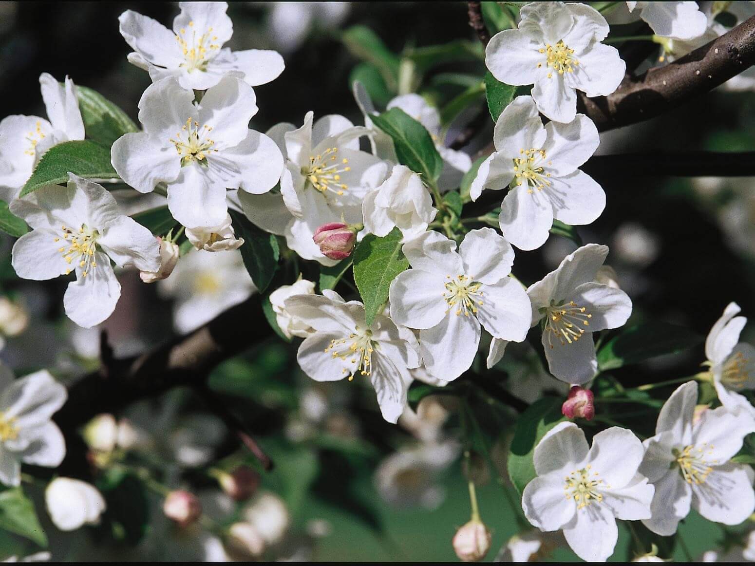 Crabapple, Snowdrift