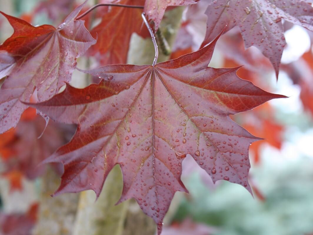 Maple, Hybrid Crimson Sunset