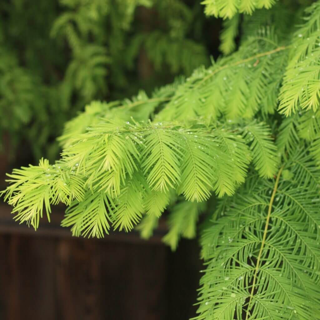 Dawn Redwood, Gold Rush