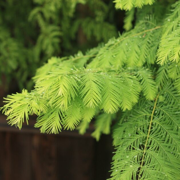 Dawn Redwood, Gold Rush