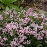 Deutzia, Yuki Cherry Blossom