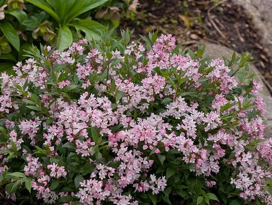 Deutzia, Yuki Cherry Blossom