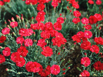 Dianthus, Frosty Fire