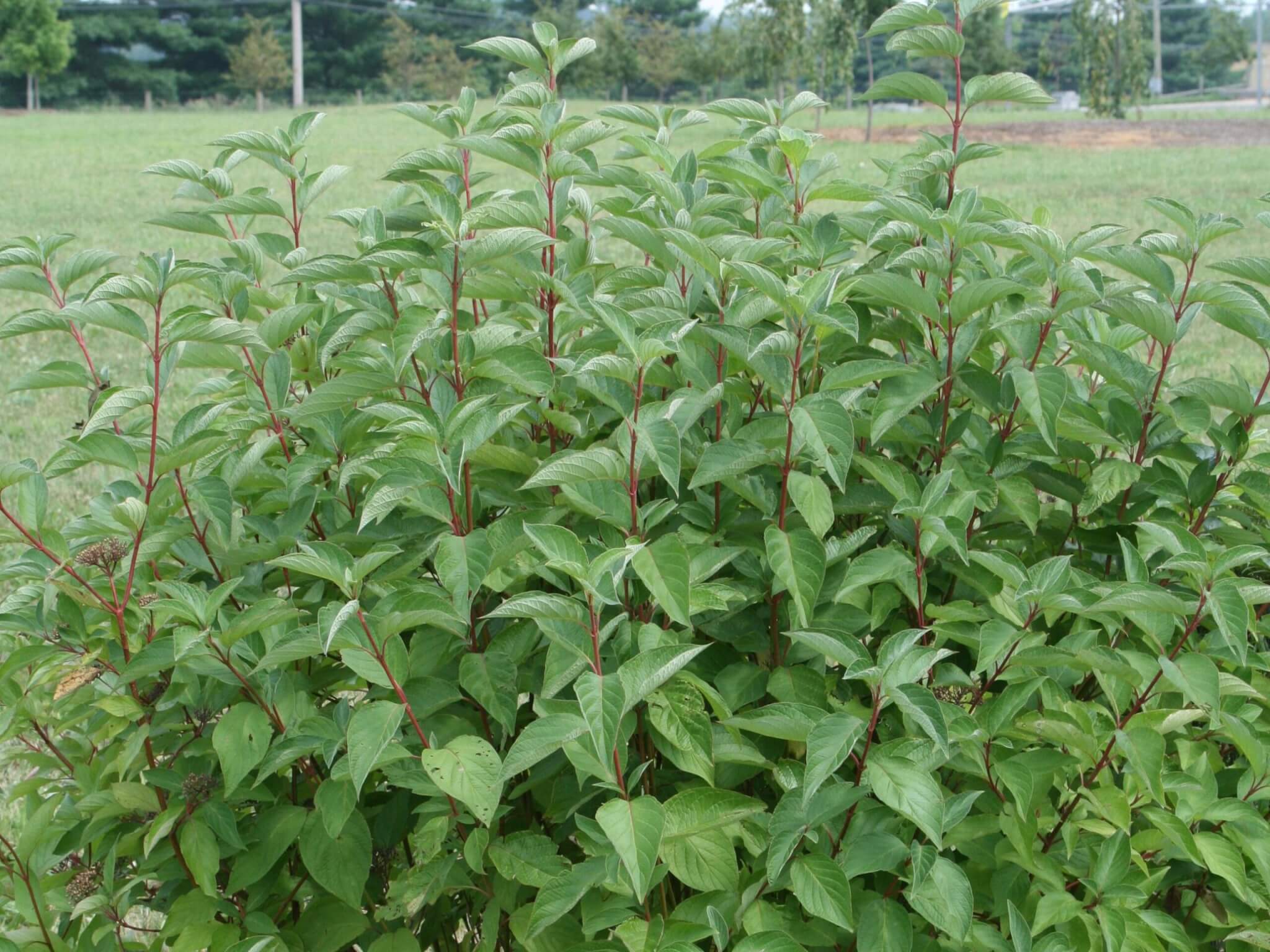 Dogwood, Redstem Arctic Fire