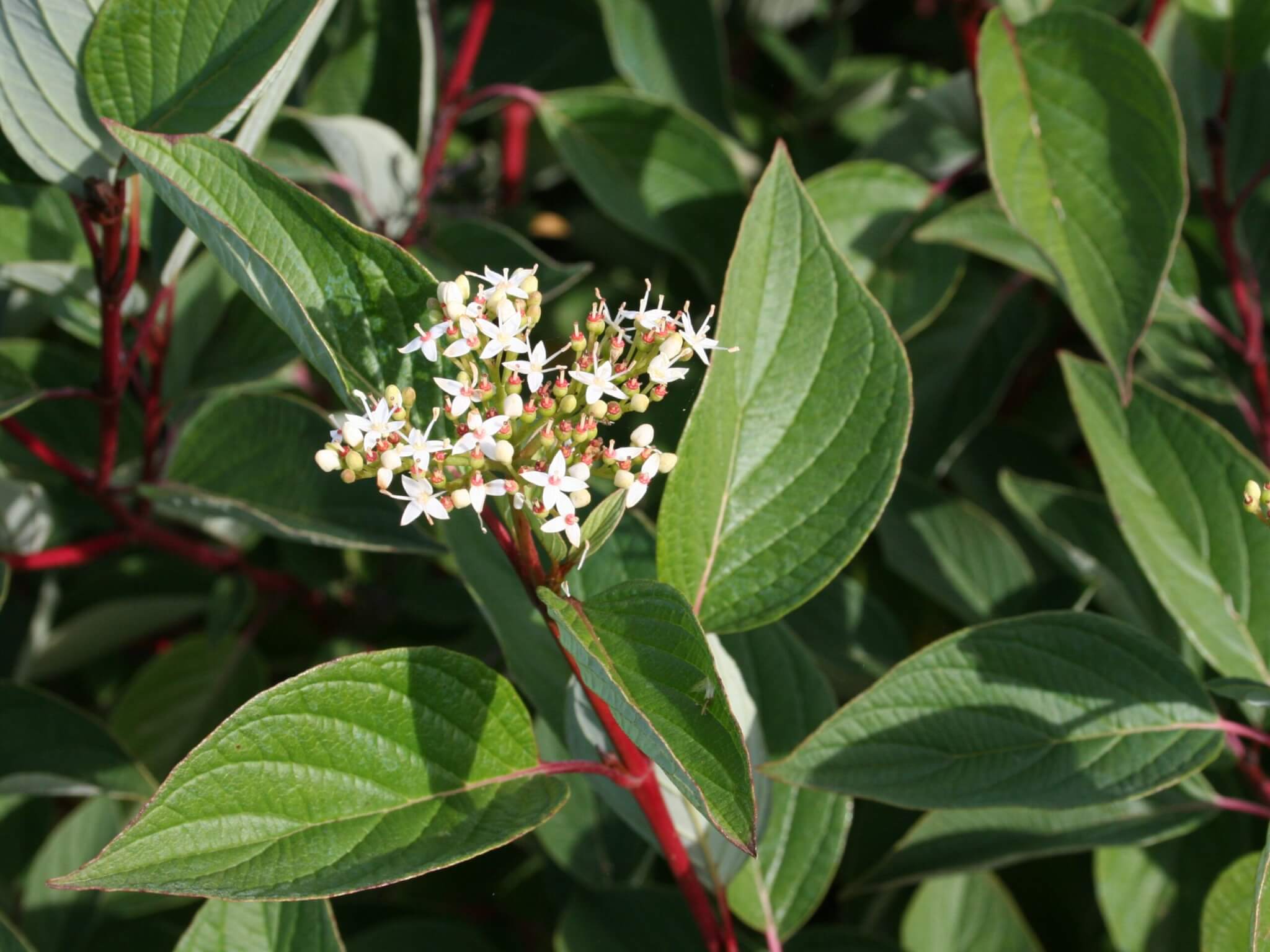 Dogwood, Redstem Isanti