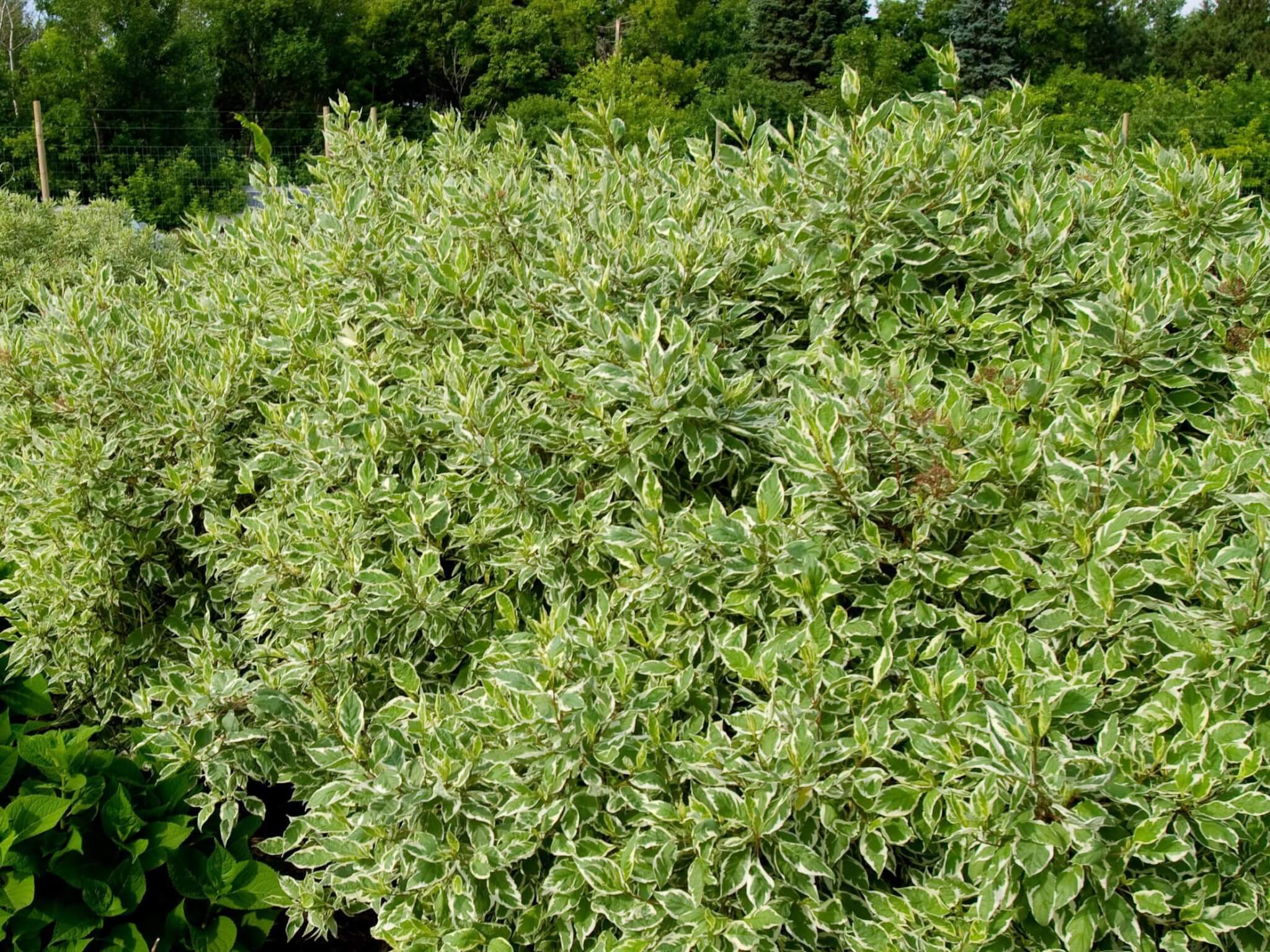 Dogwood, Ivory Halo