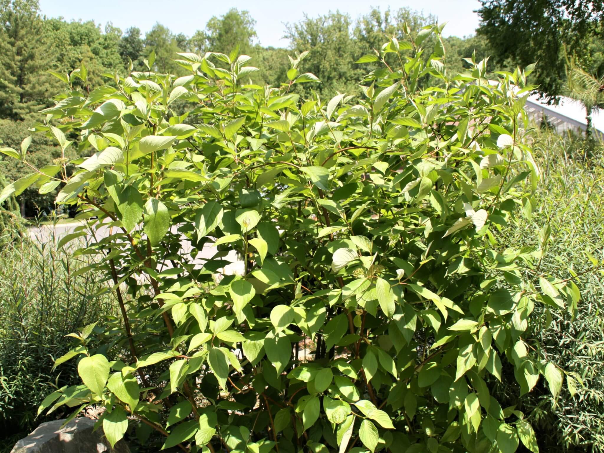 Dogwood, Redstem Bailey