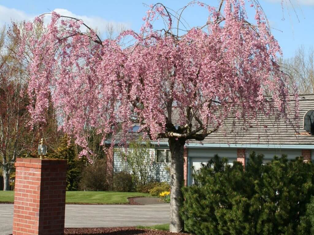 Cherry, Higan Double Weeping Campbell's Nursery