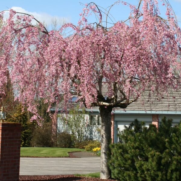 Cherry, Higan Double Weeping