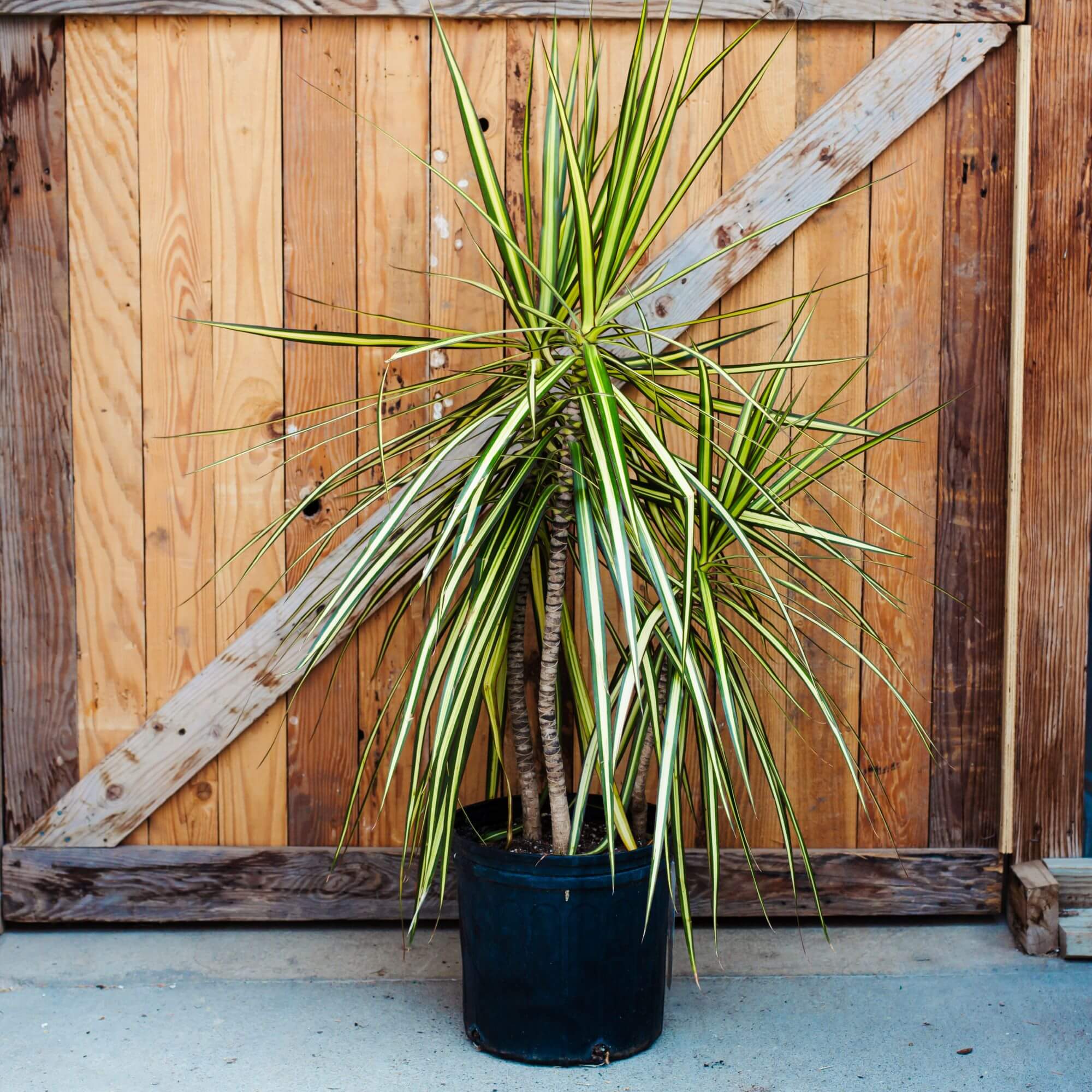 Dragon Tree, Kiwi