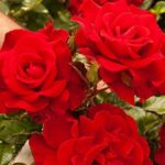 Floribunda Rose, Drop Dead Red