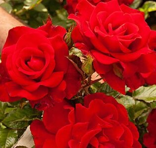 Floribunda Rose, Drop Dead Red