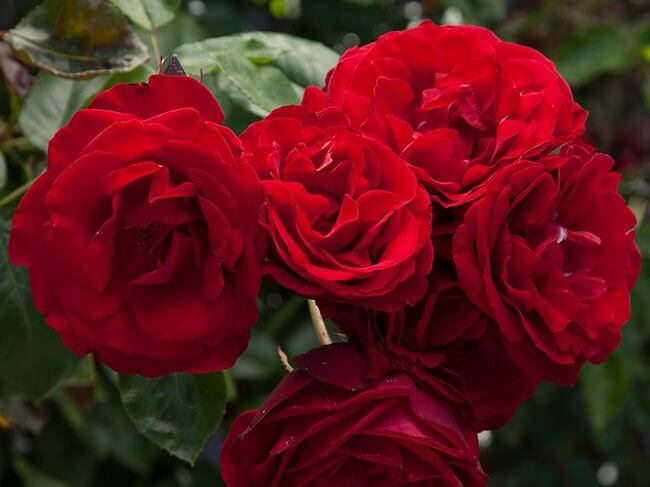 Climbing Rose, Dublin Bay