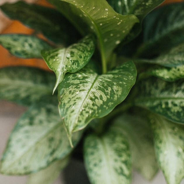 Dieffenbachia, Memoria Corsii - Image 2