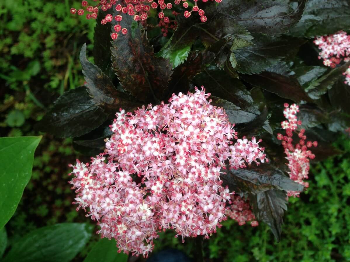 black foliage with pink flowers Elderberry Plants That Work #3 Sambucus racemosa Black Tower Shrub Size Container 