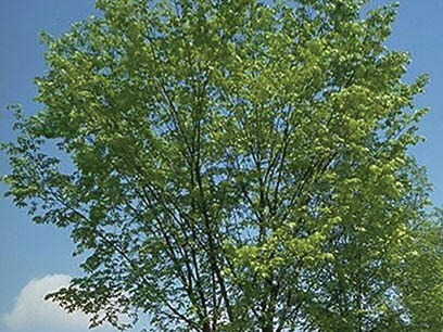 Elm, American Valley Forge