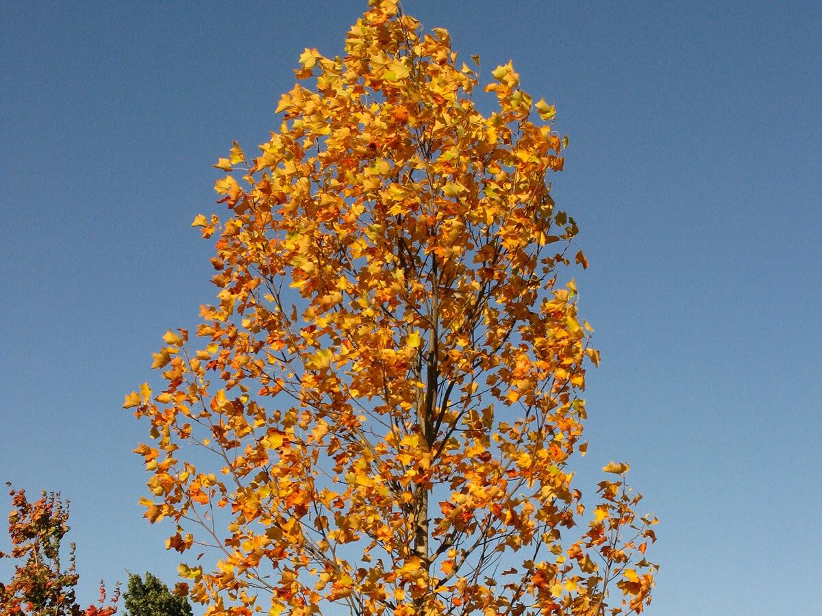 Tuliptree, Emerald City