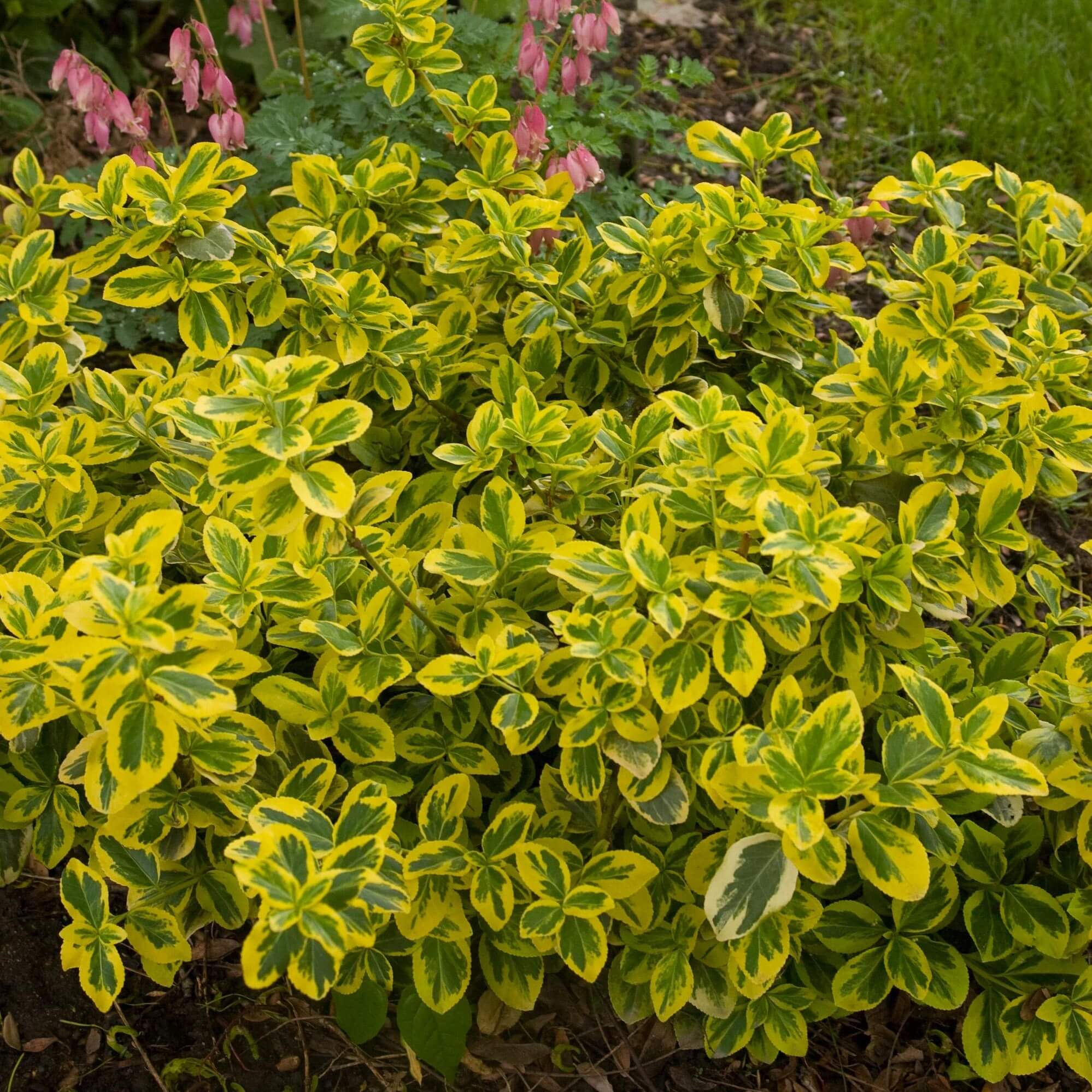 Euonymus, Gold Splash