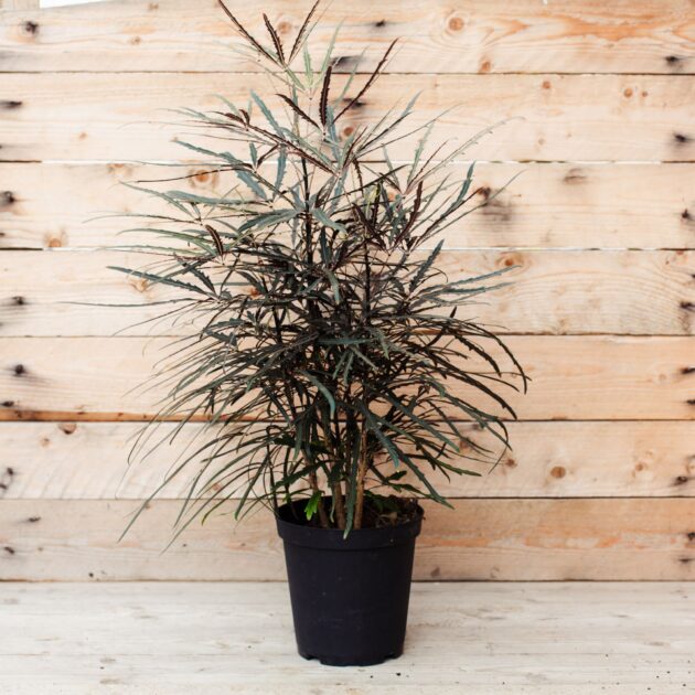 False Aralia