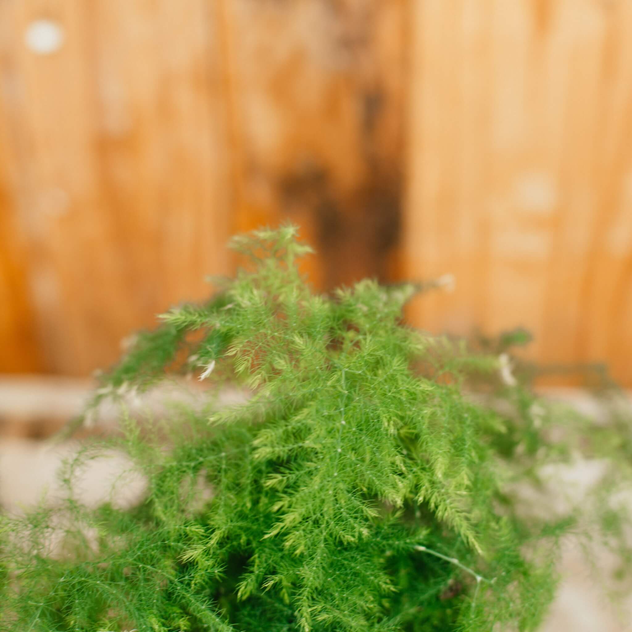 Fern, Plumosa