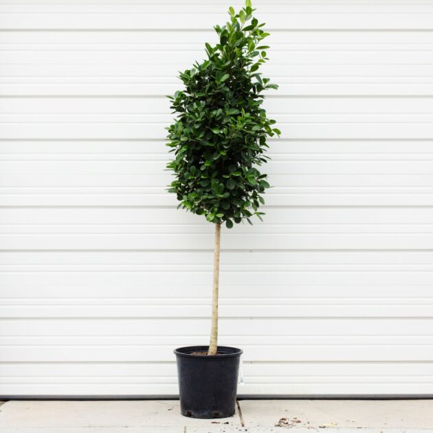 Ficus, Danielle