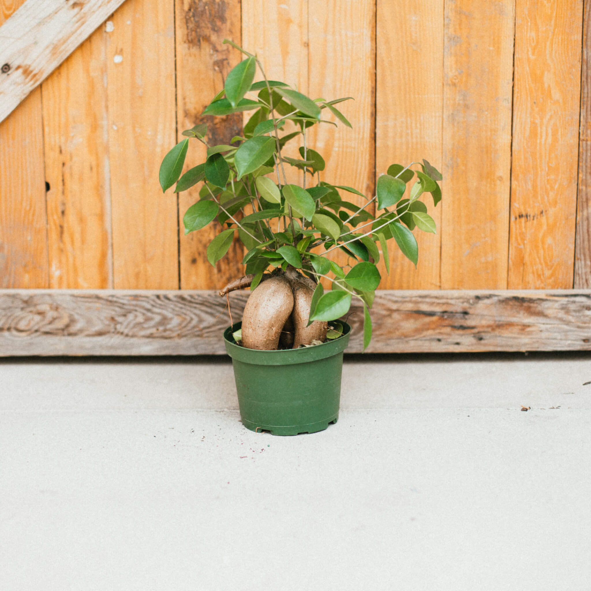 Ficus, Ginseng