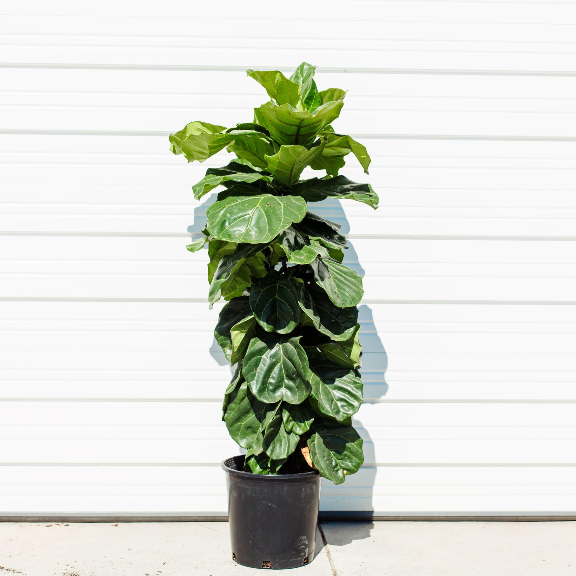 Fiddle Leaf Fig, Bush