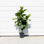 Fiddle Leaf Fig, Standard