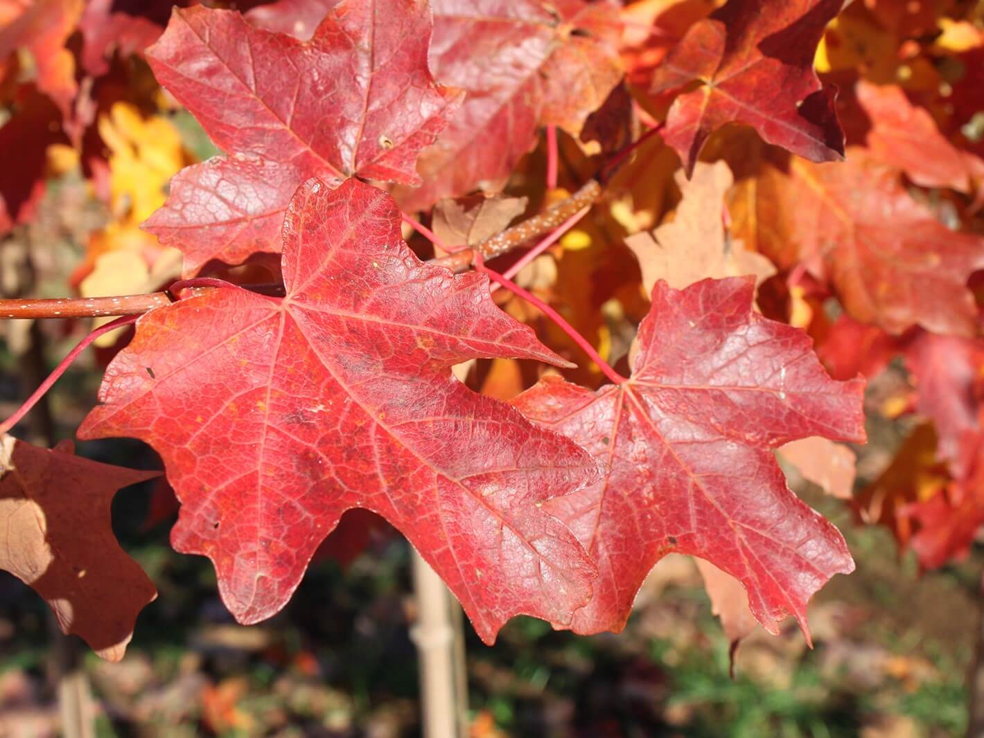Maple, Sugar Flashfire