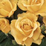 Floribunda Rose, 'Easy Going'