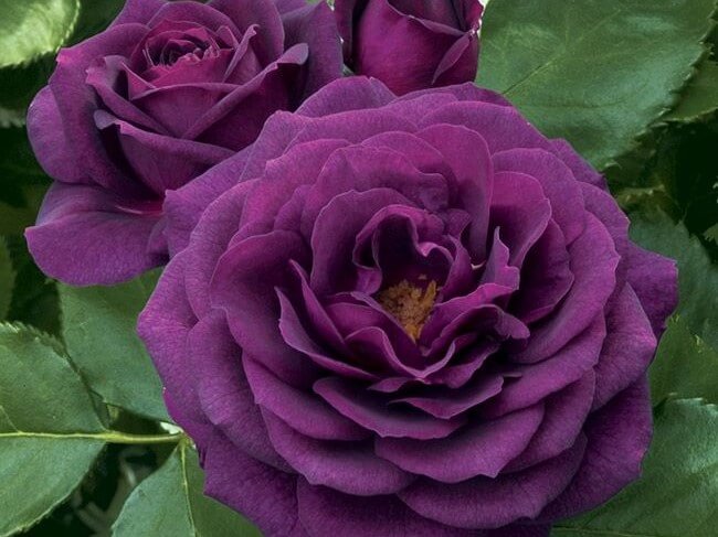 Floribunda Rose, Ebb Tide