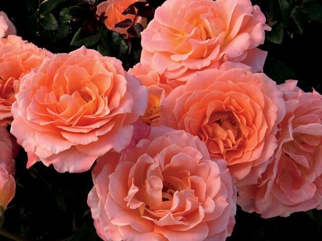 Floribunda Rose, Jump For Joy