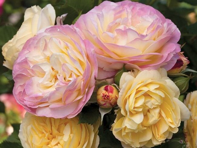 Floribunda Rose, Life of the Party