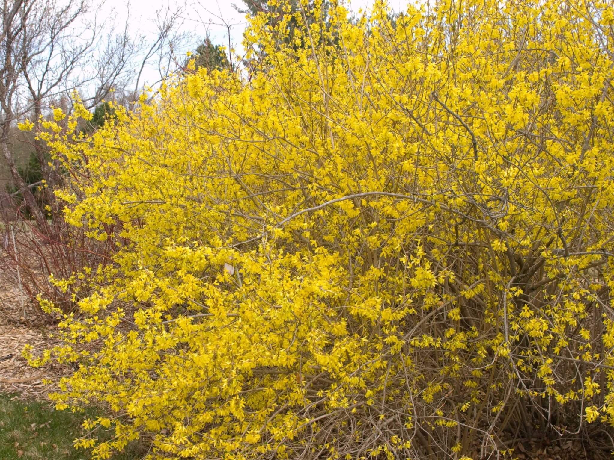 Forsythia, Meadowlark