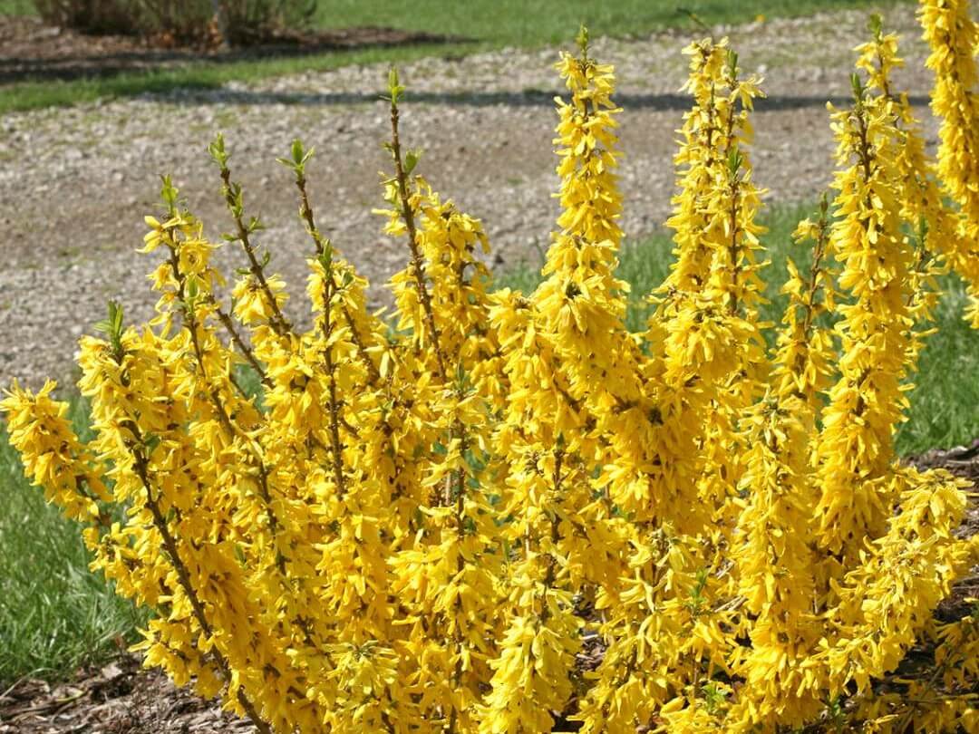 Forsythia, Show Off Sugar Baby