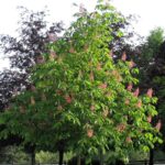 Horsechestnut, Fort McNair