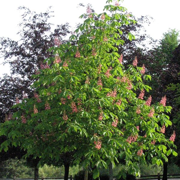 Horsechestnut, Fort McNair